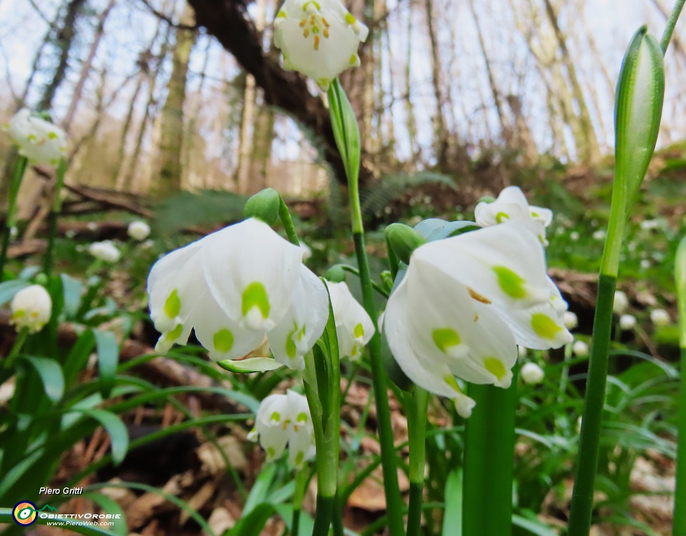 30 Leucojum vernum - Campanelle in fiore.JPG